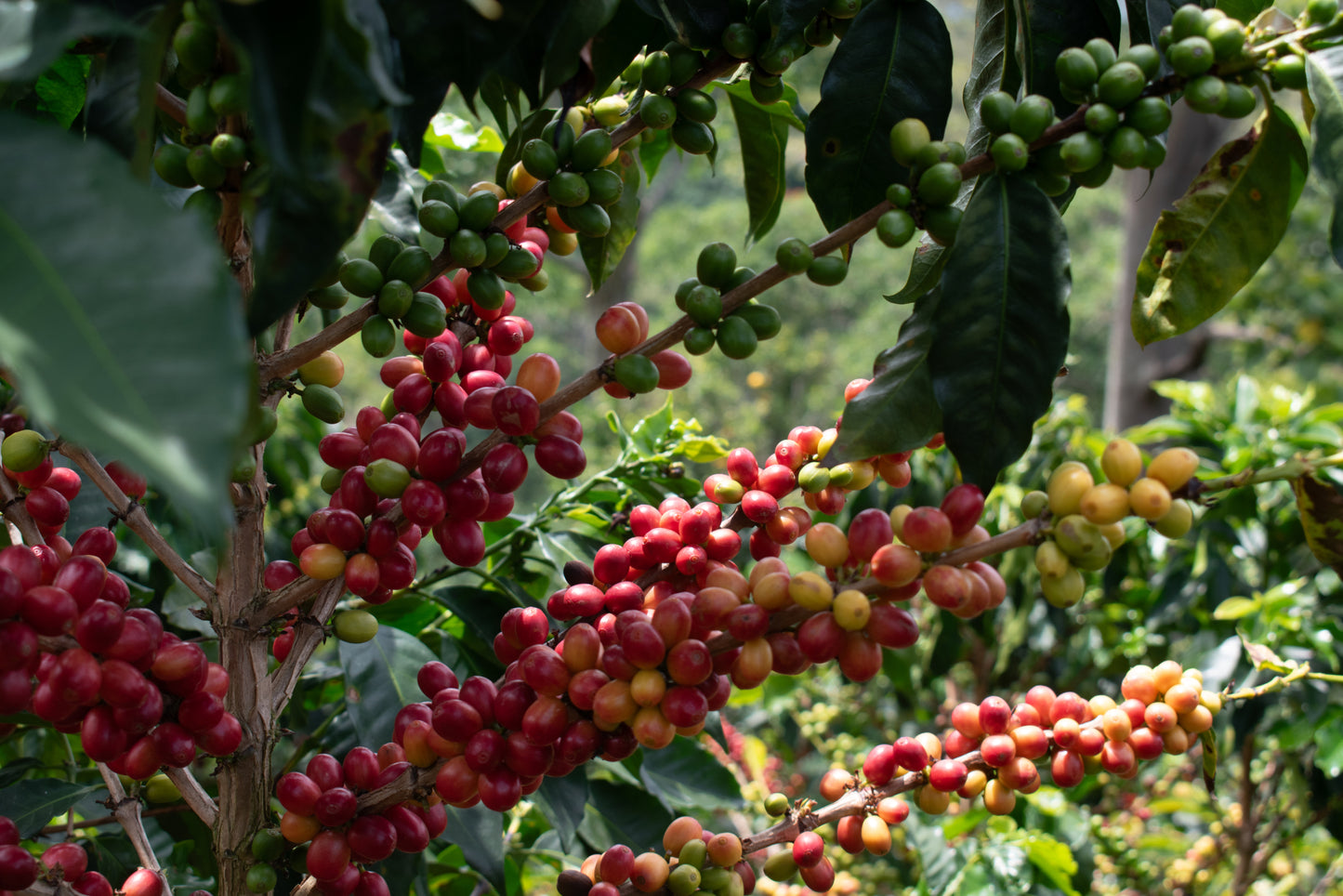 Colombia Huila / Yıkanmış