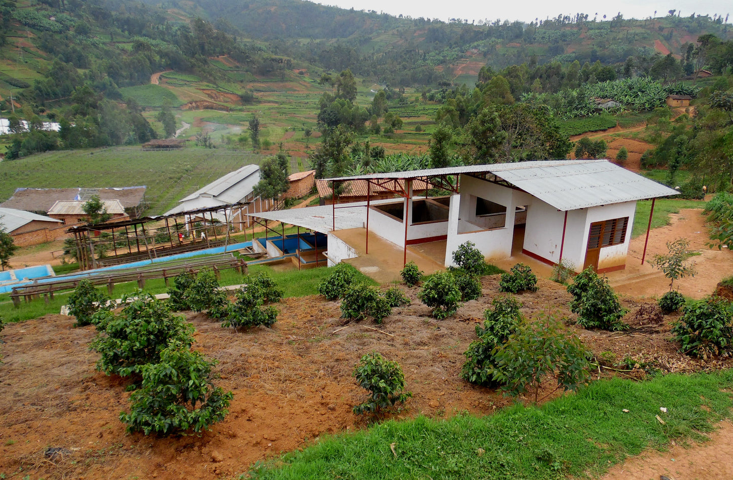 Burundi Busasa / Yıkanmış