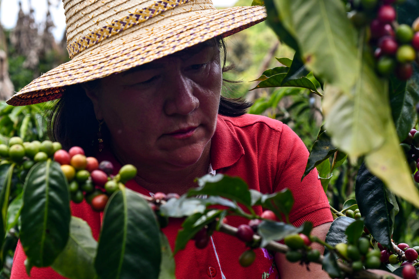 Colombia Santa Lucia / Natural Pink Bourbon