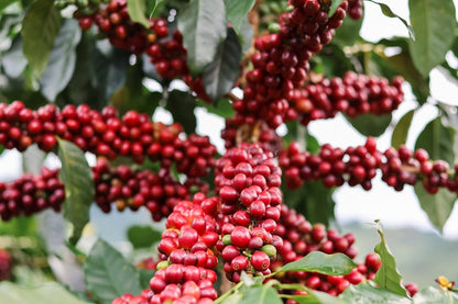 Colombia Monteblanco Mango Infused / Yıkanmış