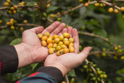 Indonesia Tiga Kali Mang Tempayan / Natural