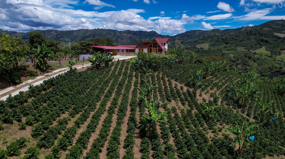 Colombia Monteblanco Mango Infused / Yıkanmış