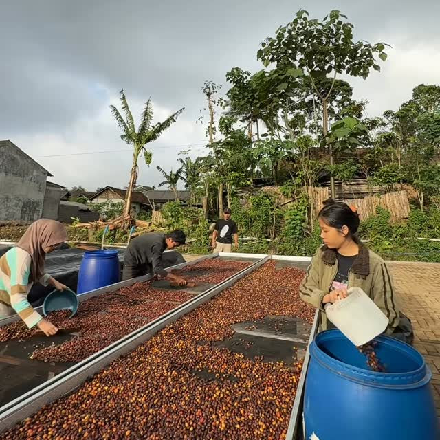 Indonesia Pagi Nampak / Natural Anaerobic