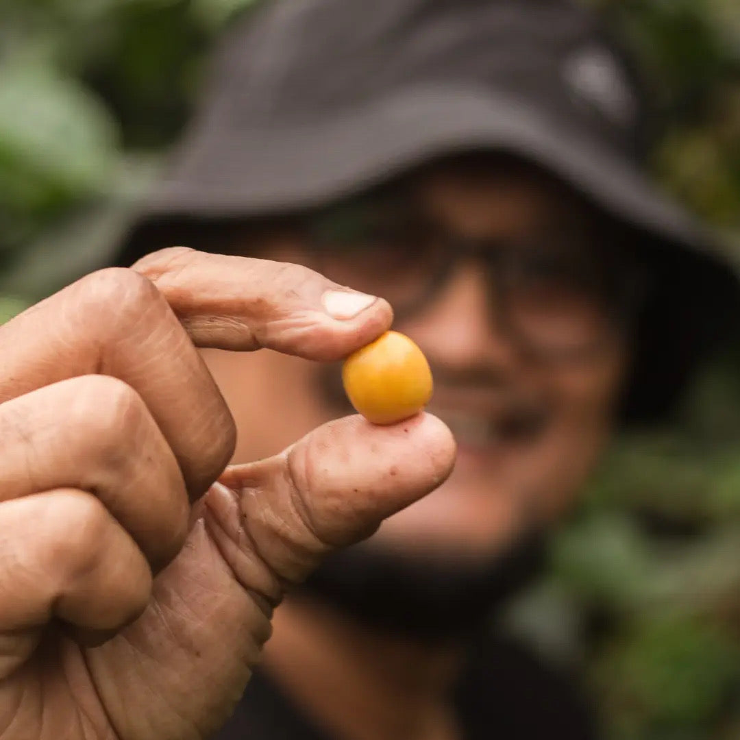 Indonesia Tiga Kali Mang Tempayan / Natural