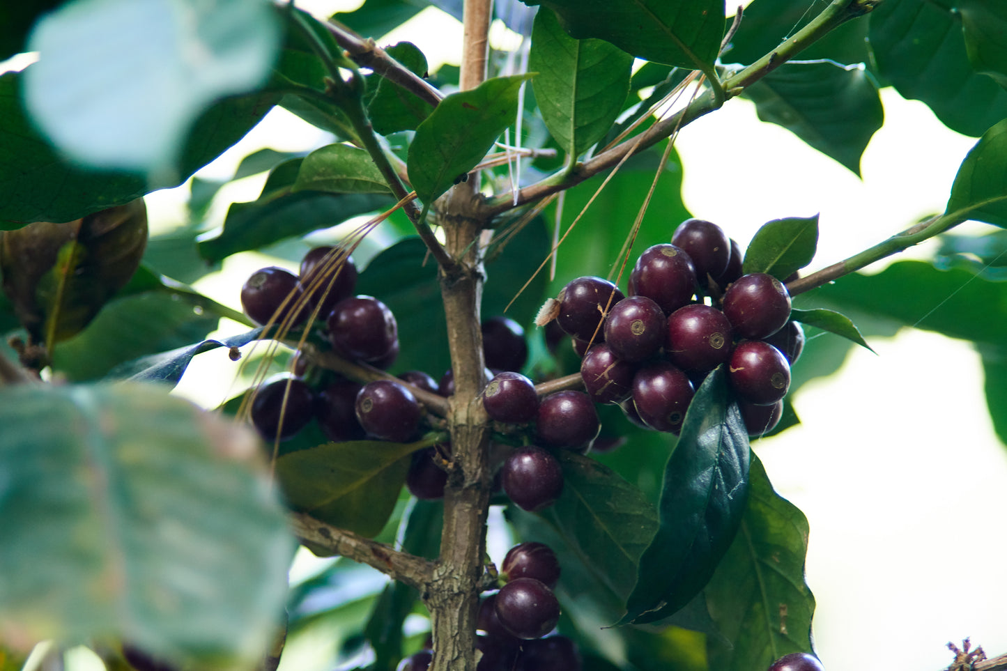 Honduras Las Calaveras / Natural