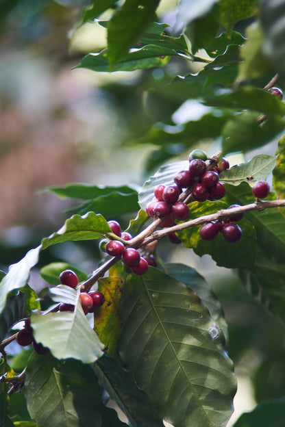 Honduras Las Calaveras / Natural