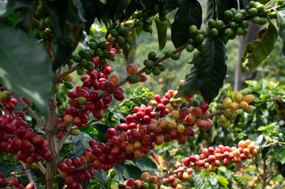 Colombia Huila / Yıkanmış