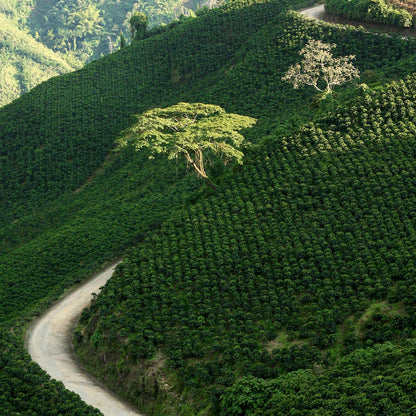Colombia Wild Berry / Co-Fermentation