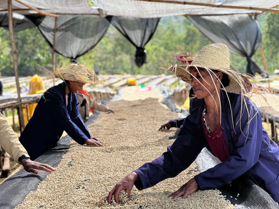 Ethiopia Aricha Adorsi / Yıkanmış