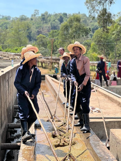 Ethiopia Aricha Adorsi / Yıkanmış