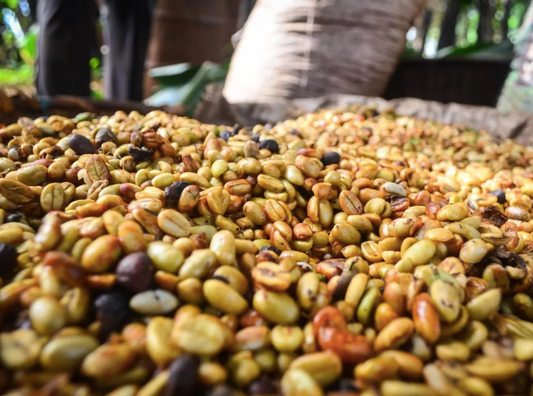 Colombia La Loma Eucalyptus Infused / Yıkanmış