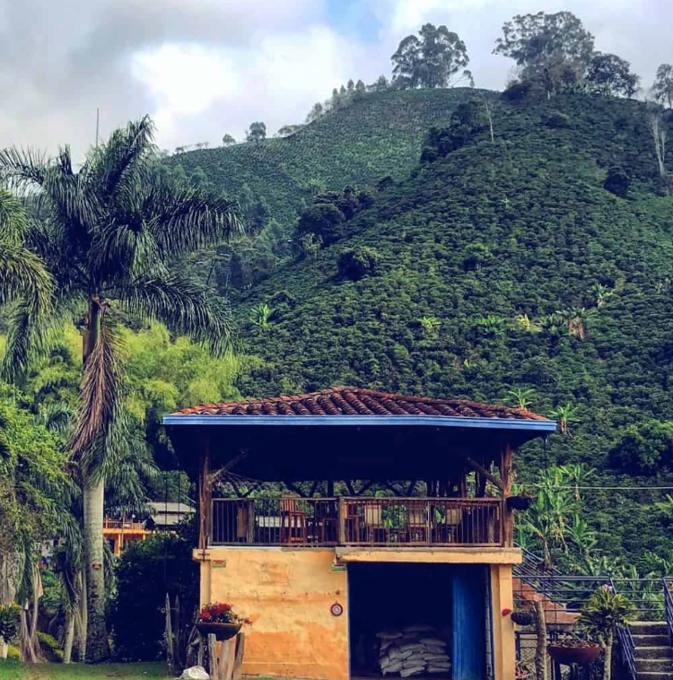 Colombia La Loma Eucalyptus Infused / Yıkanmış