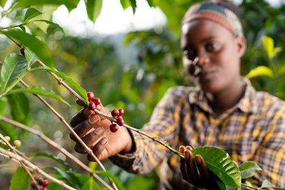 Ethiopia Lalesa / Natural Anaerobic
