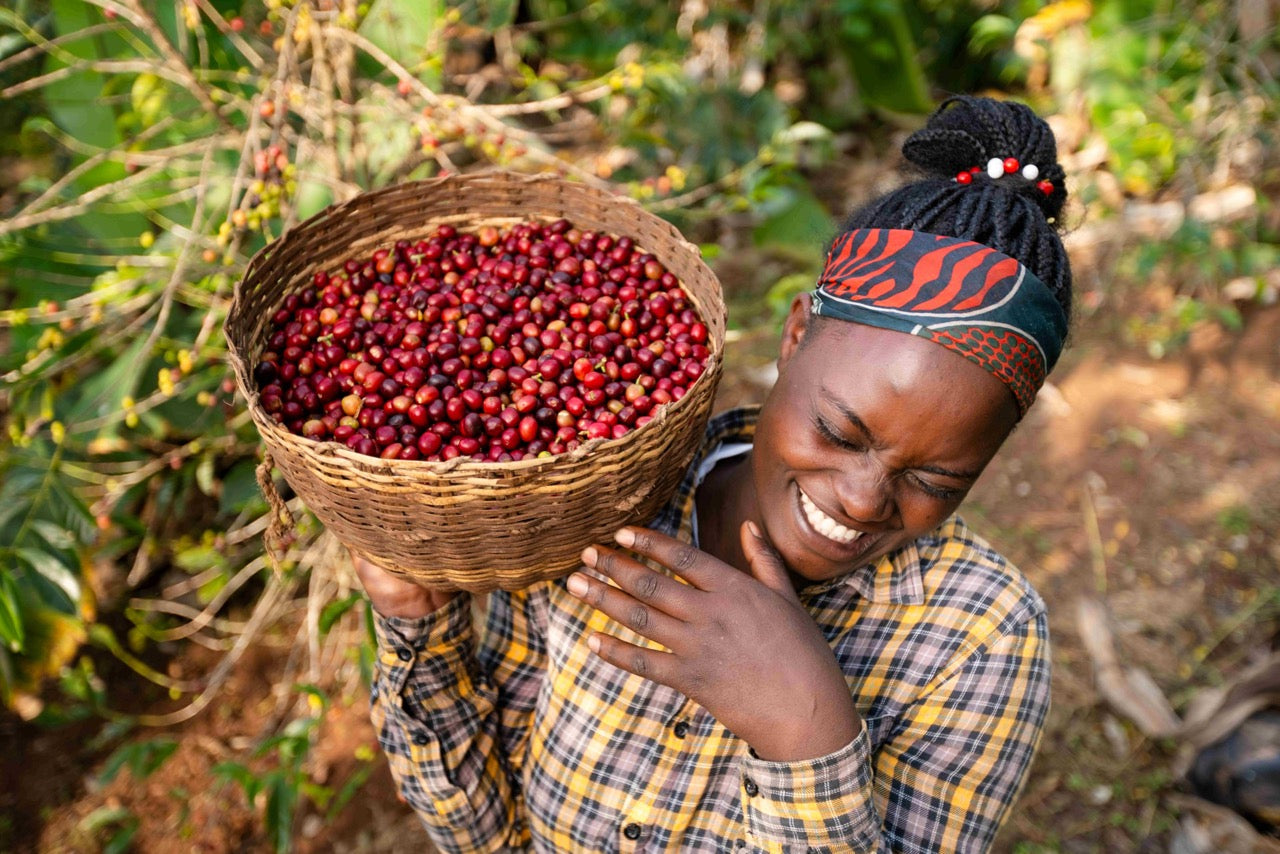 Ethiopia Lalesa / Natural Anaerobic