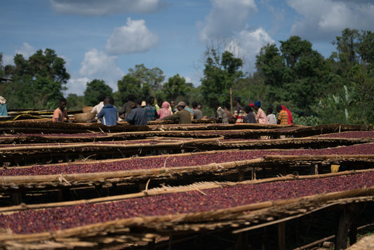 Ethiopia Oromia / Natural