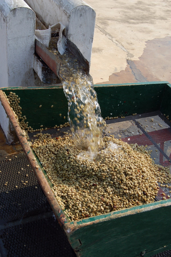 Morning Coffee / Yıkanmış