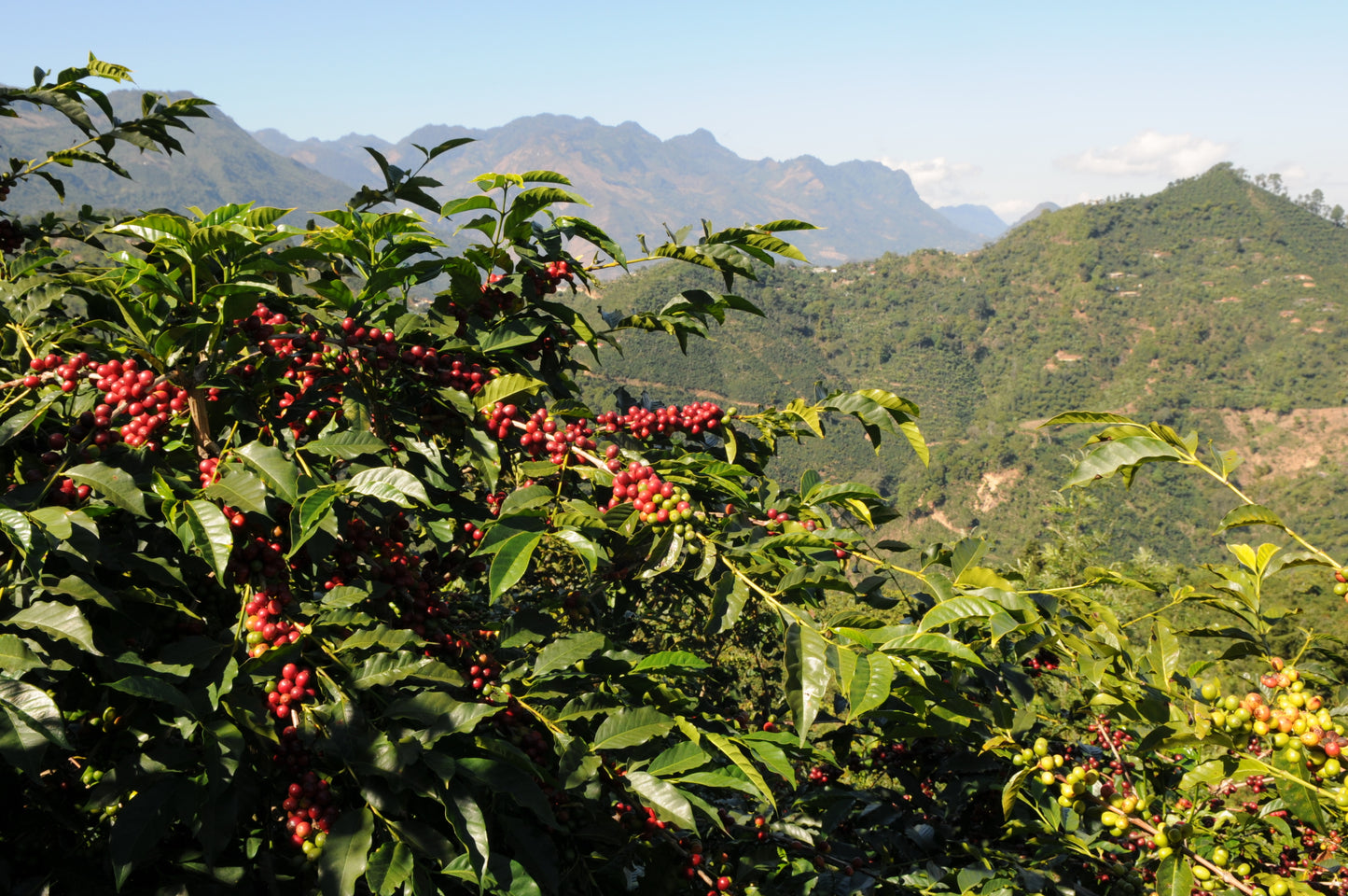 Morning Coffee / Yıkanmış