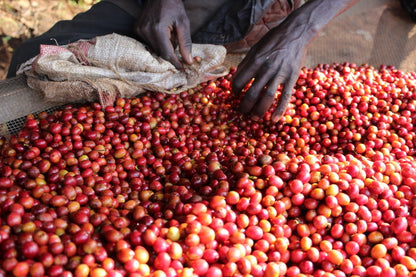Burundi Busasa / Yıkanmış