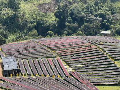 Ethiopia Bishan Wate / Natural