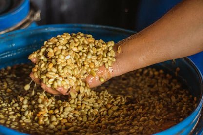 Colombia Monteblanco Mango Infused / Yıkanmış