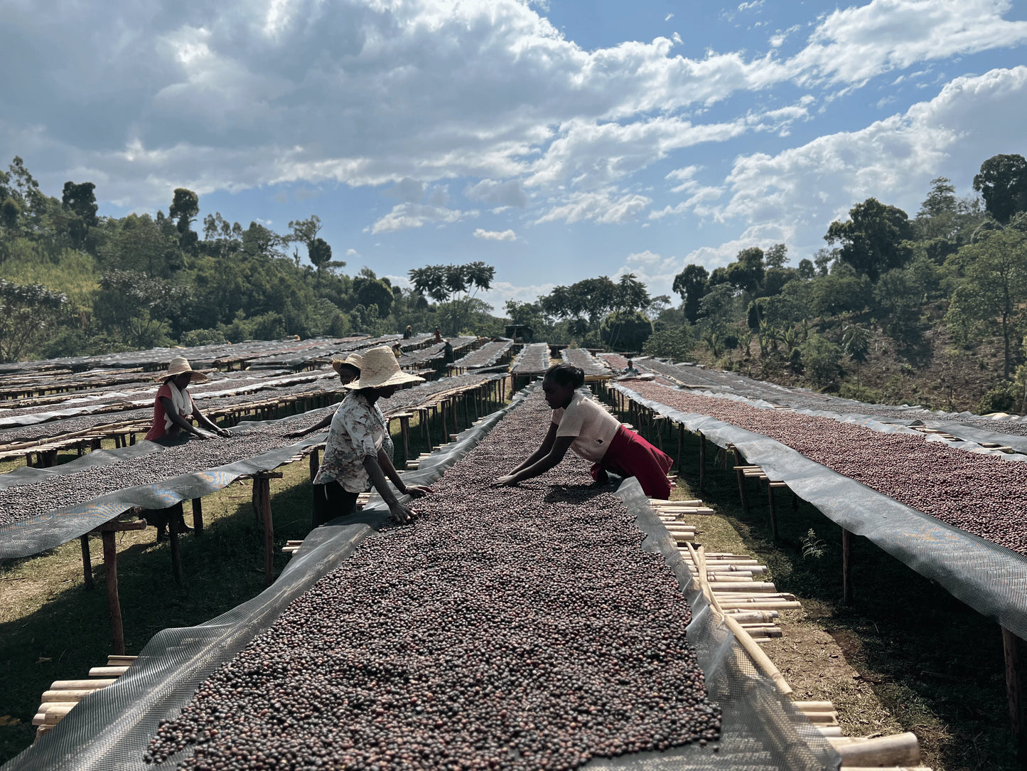 Ethiopia Bishan Wate / Natural