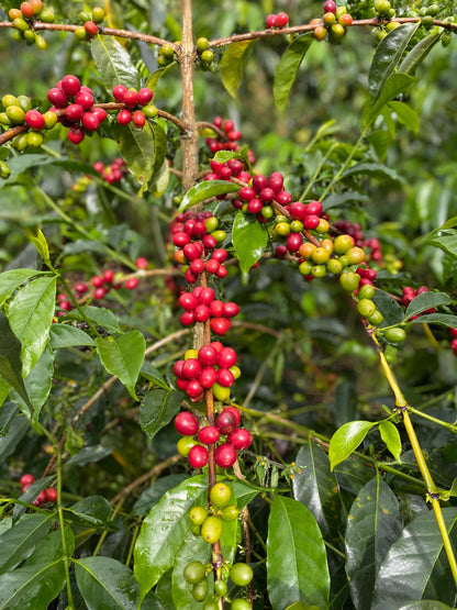 Colombia Bombona / Yıkanmış