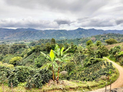 Colombia Bombona / Yıkanmış