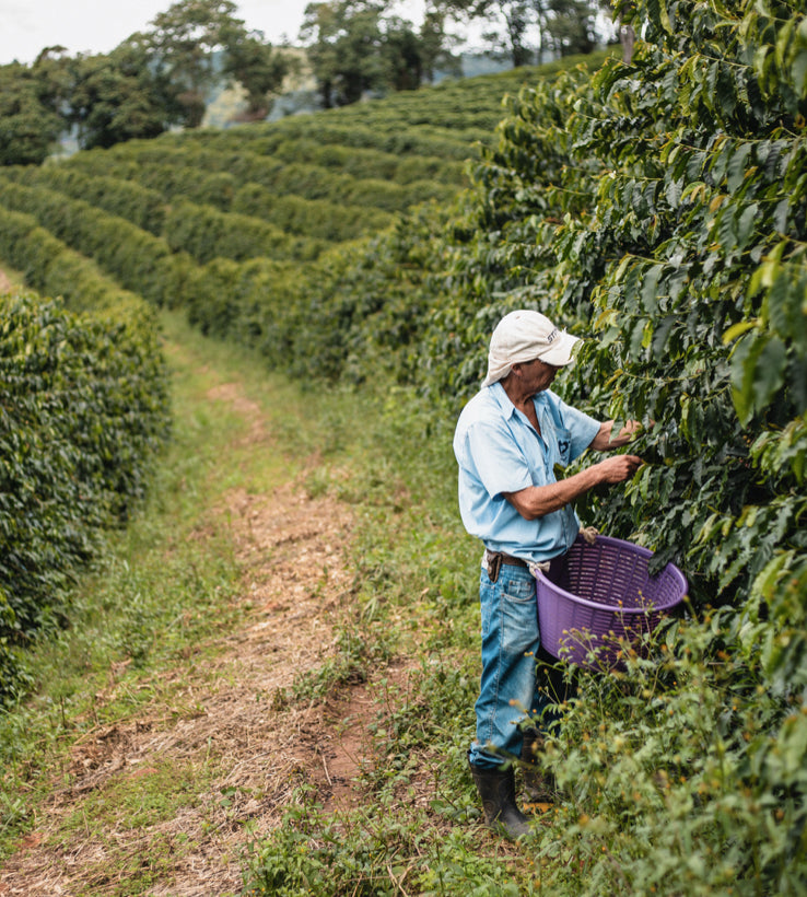 Brazil Caramelo / Natural