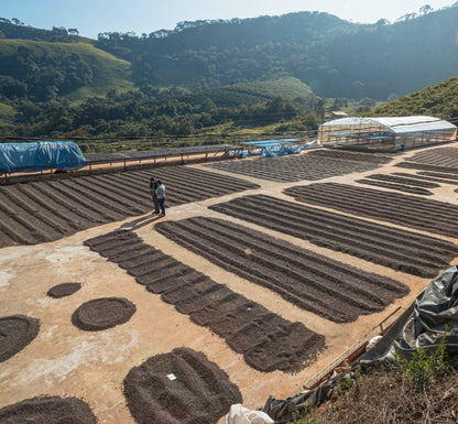 Brazil Caramelo / Natural