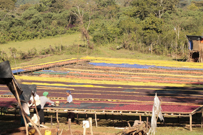 Ethiopia Lalesa / Natural Anaerobic