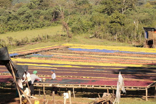 Ethiopia Lalesa / Natural Anaerobic